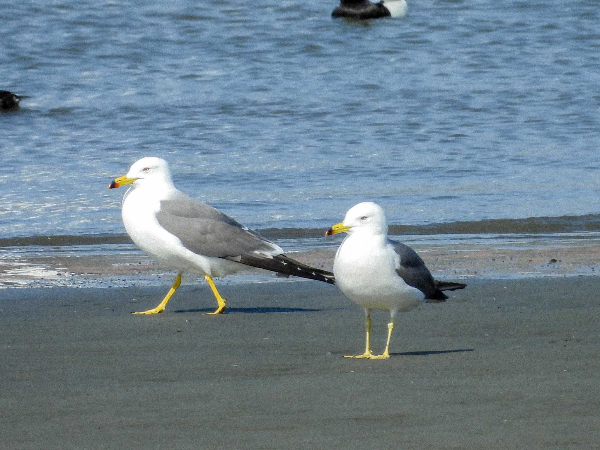 Black-tailed Gull