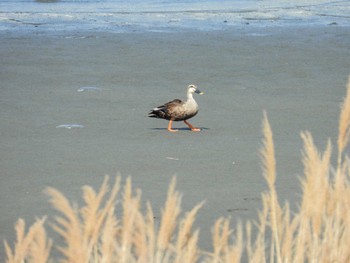 Eastern Spot-billed Duck 多摩川河口 Sun, 3/31/2024