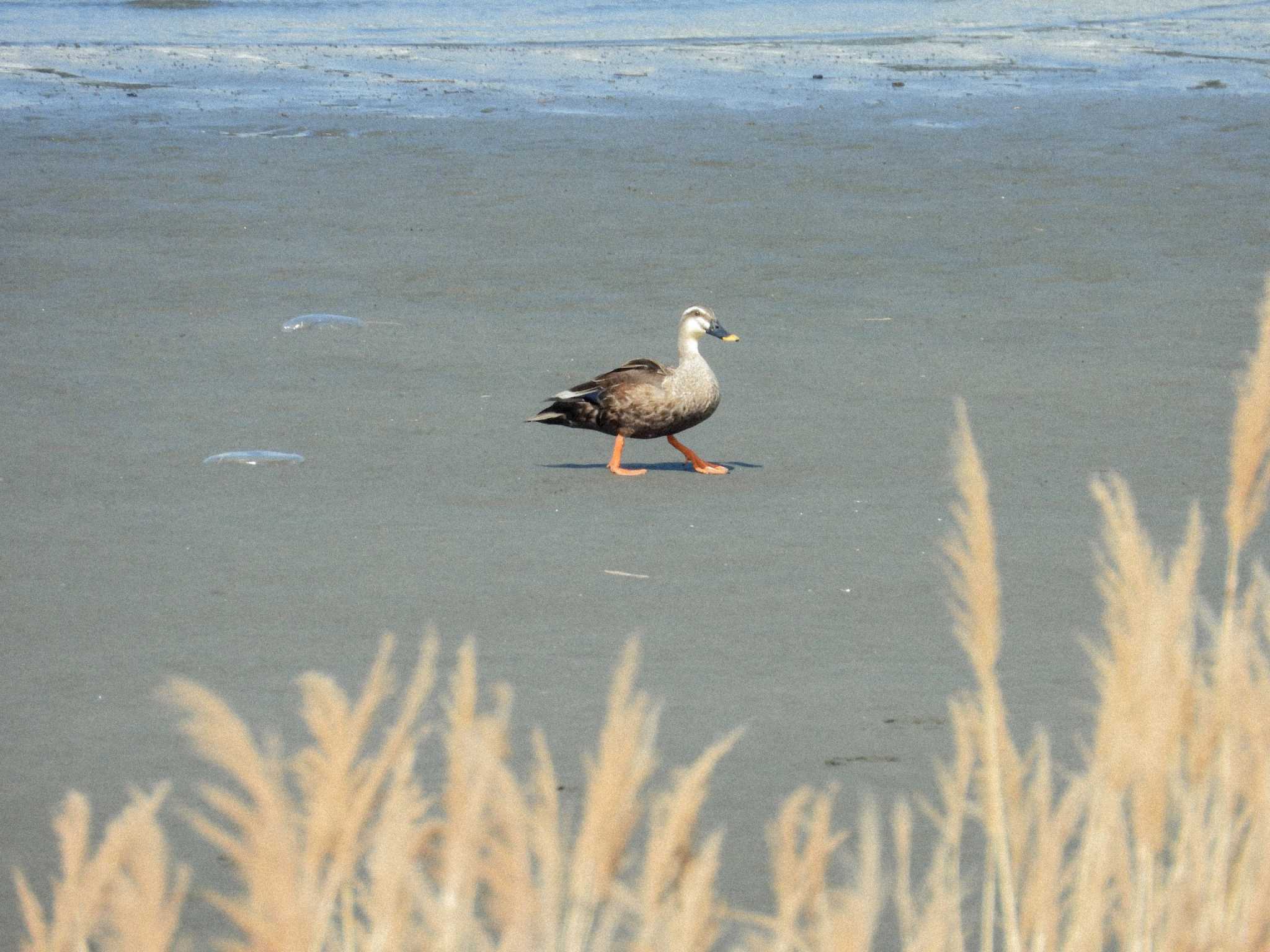 Eastern Spot-billed Duck