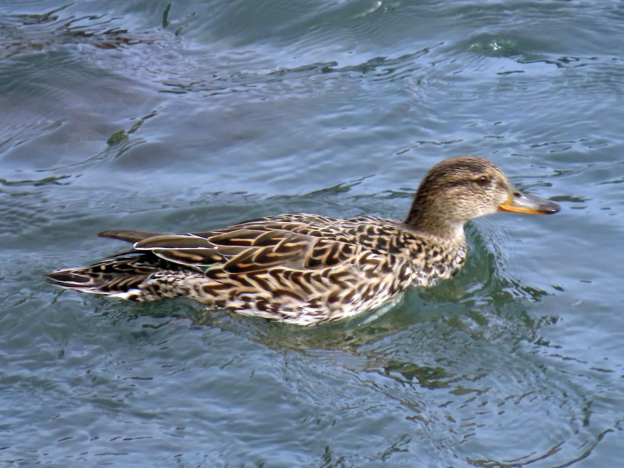 Photo of Eurasian Teal at 宇治川 by えりにゃん店長