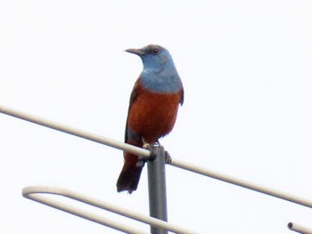 2024年3月30日(土) 京都府宇治市の野鳥観察記録