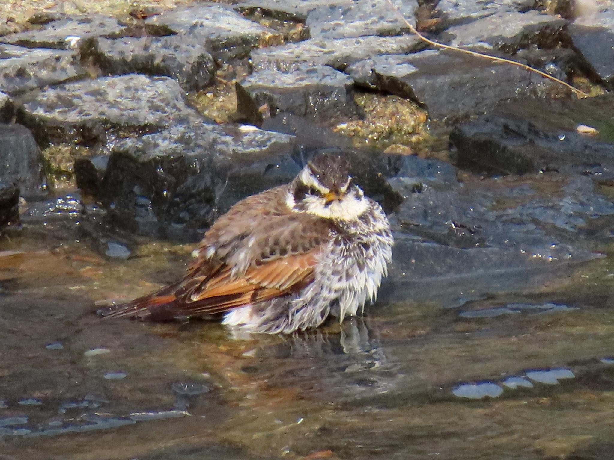 Dusky Thrush