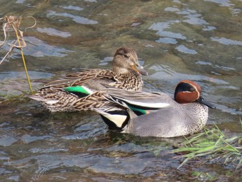 2024年3月30日(土) 宇治川の野鳥観察記録