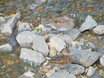 Eurasian Teal 平和の森公園、妙正寺川 Fri, 3/29/2024