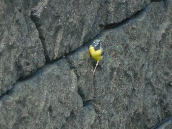 Grey Wagtail 平和の森公園、妙正寺川 Fri, 3/29/2024