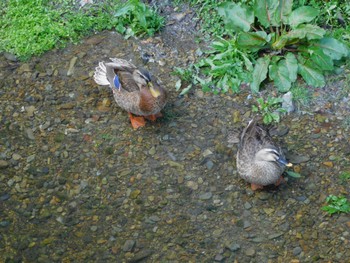 Fri, 3/29/2024 Birding report at 平和の森公園、妙正寺川