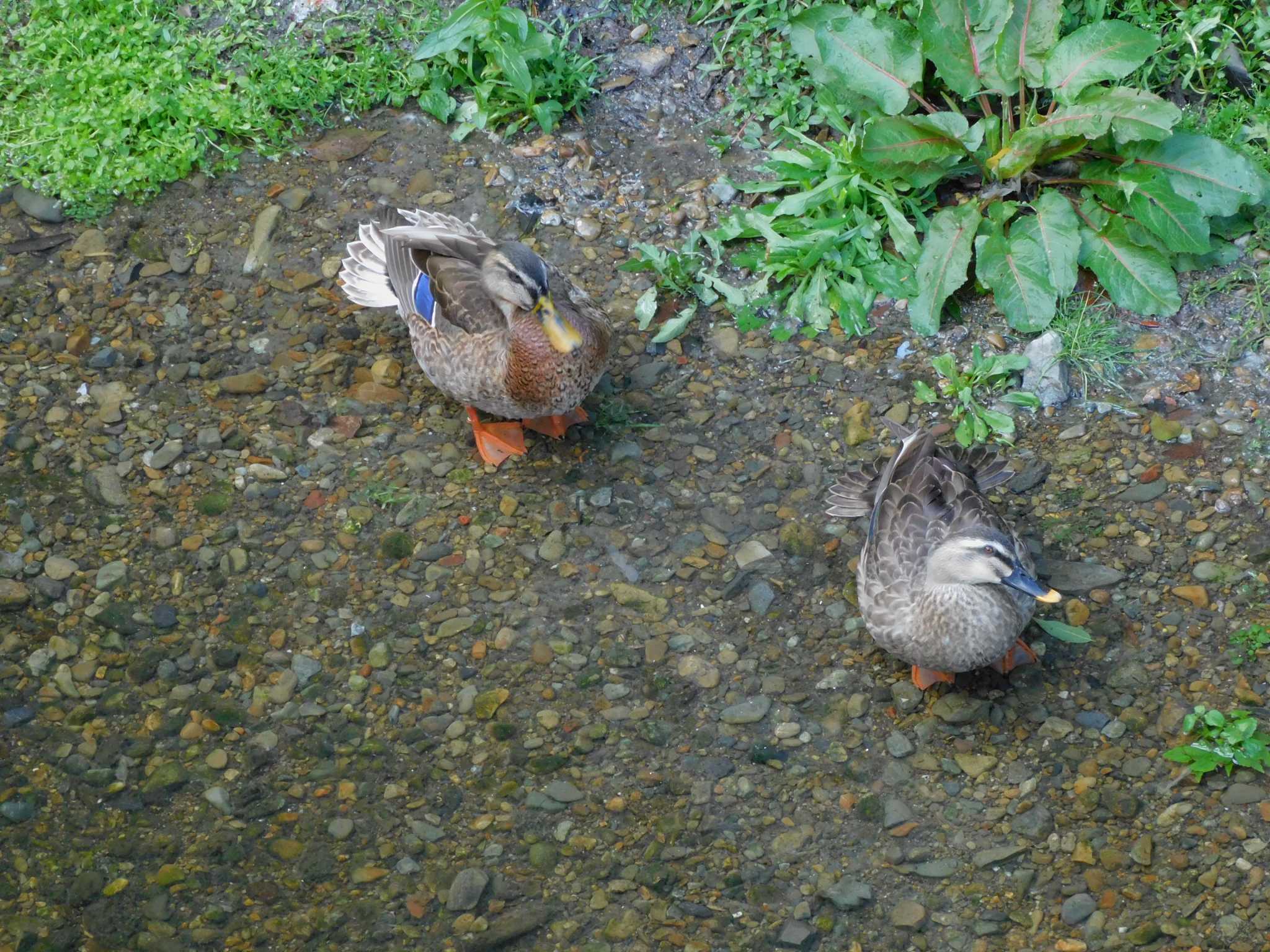 平和の森公園、妙正寺川 マルガモの写真 by morinokotori