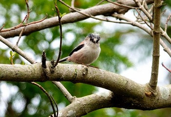 エナガ 稲佐山公園 2024年3月30日(土)