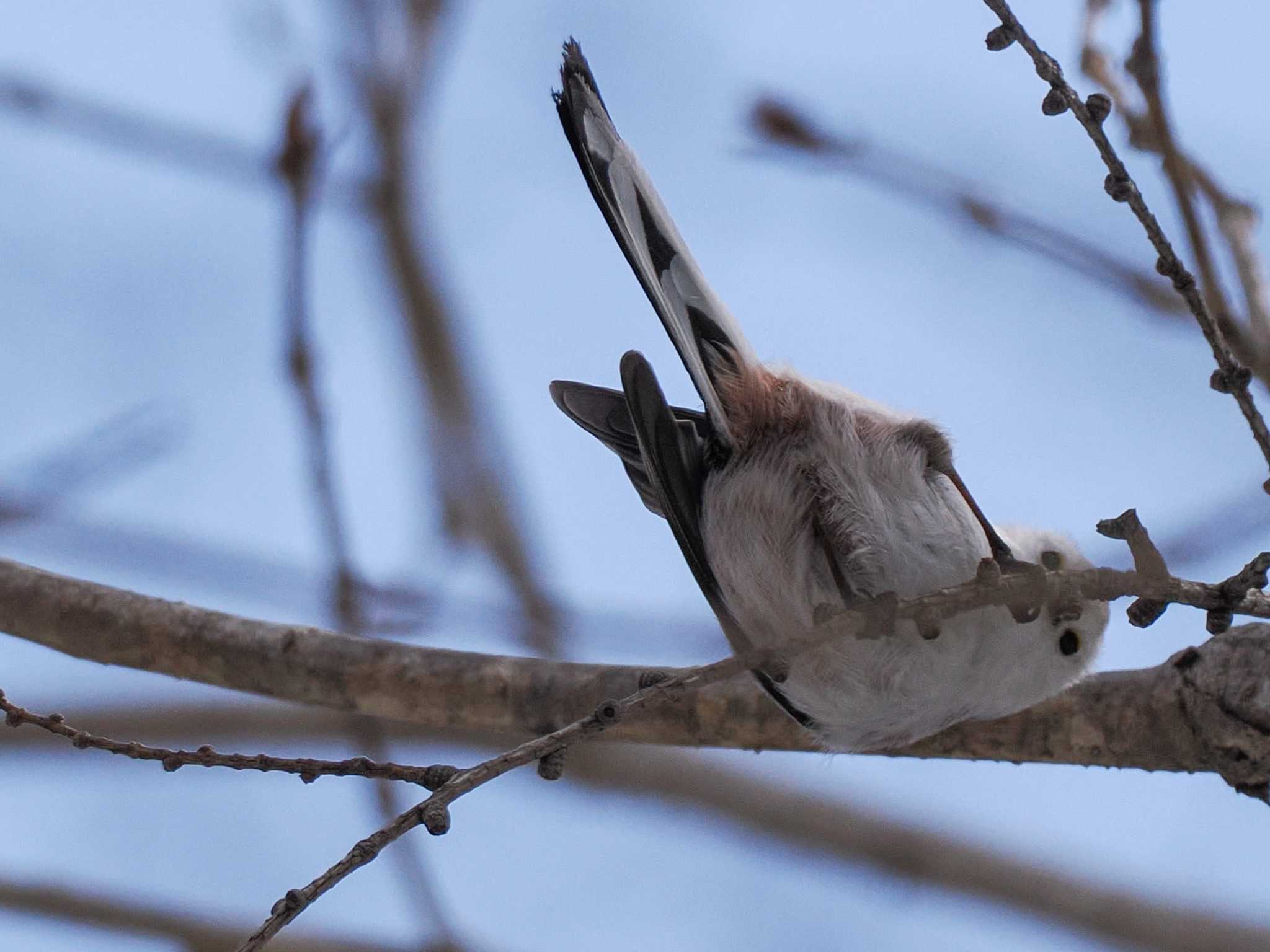 Long-tailed tit(japonicus)