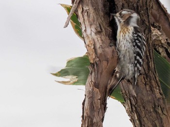 Japanese Pygmy Woodpecker(seebohmi) 野幌森林公園 Sun, 3/31/2024