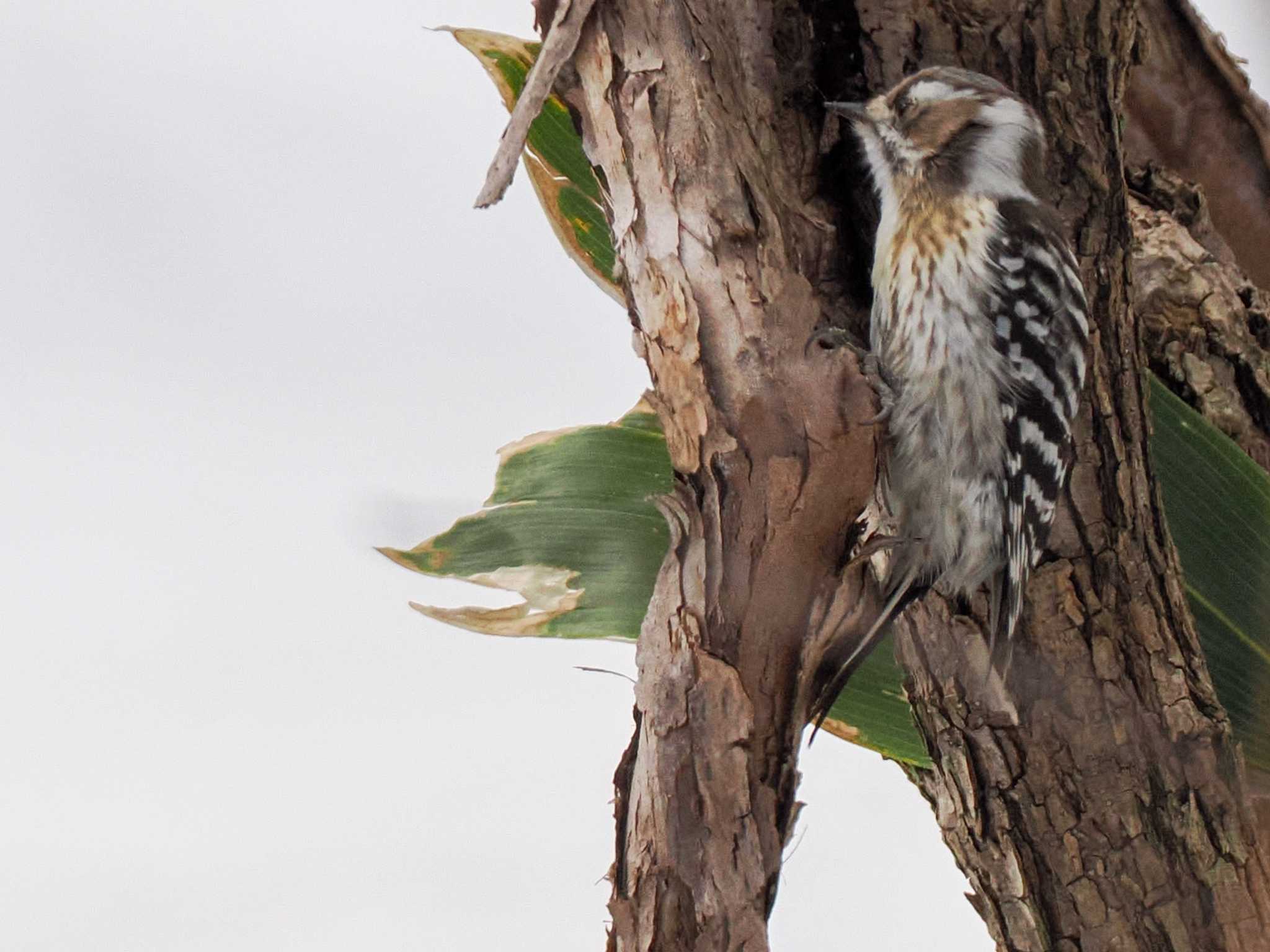 Photo of Japanese Pygmy Woodpecker(seebohmi) at 野幌森林公園 by 98_Ark (98ｱｰｸ)