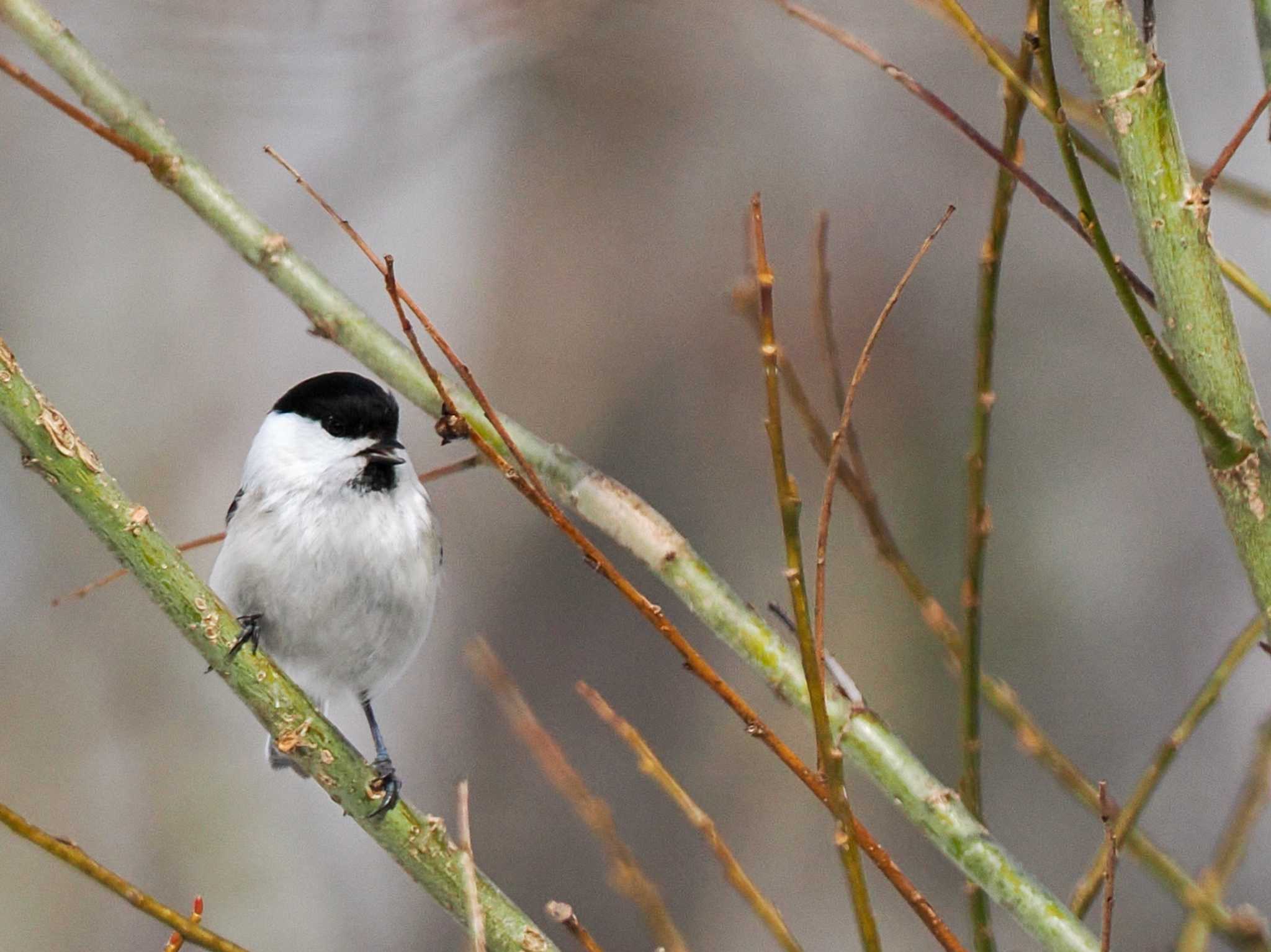 Photo of Marsh Tit at 野幌森林公園 by 98_Ark (98ｱｰｸ)