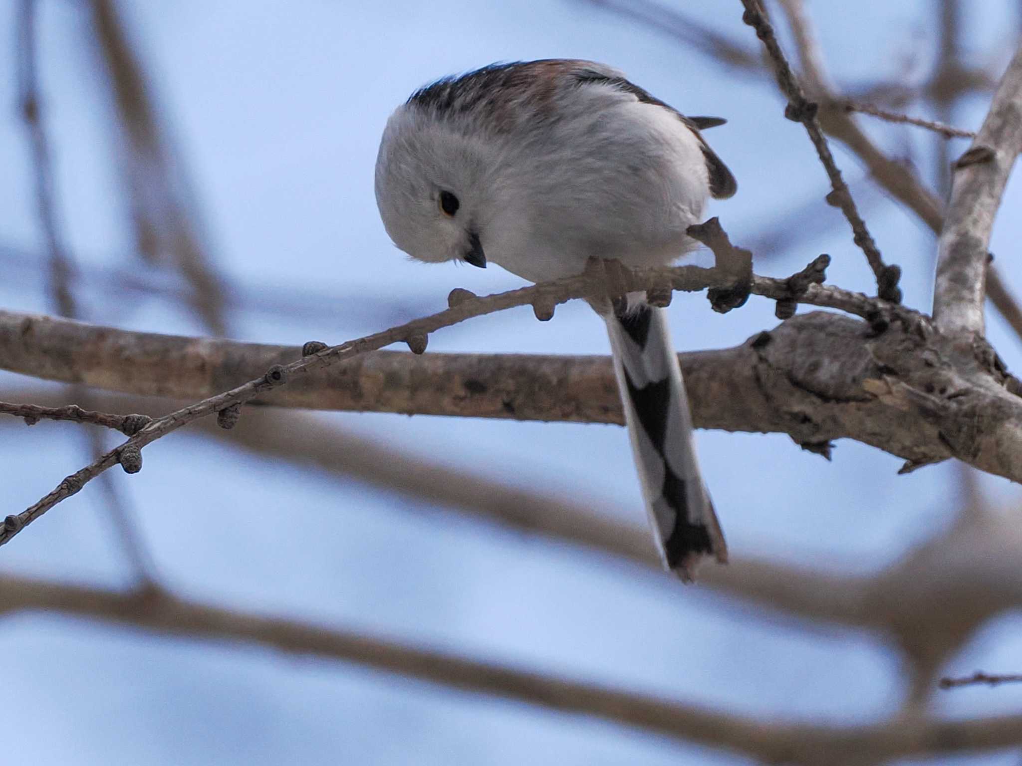 Long-tailed tit(japonicus)