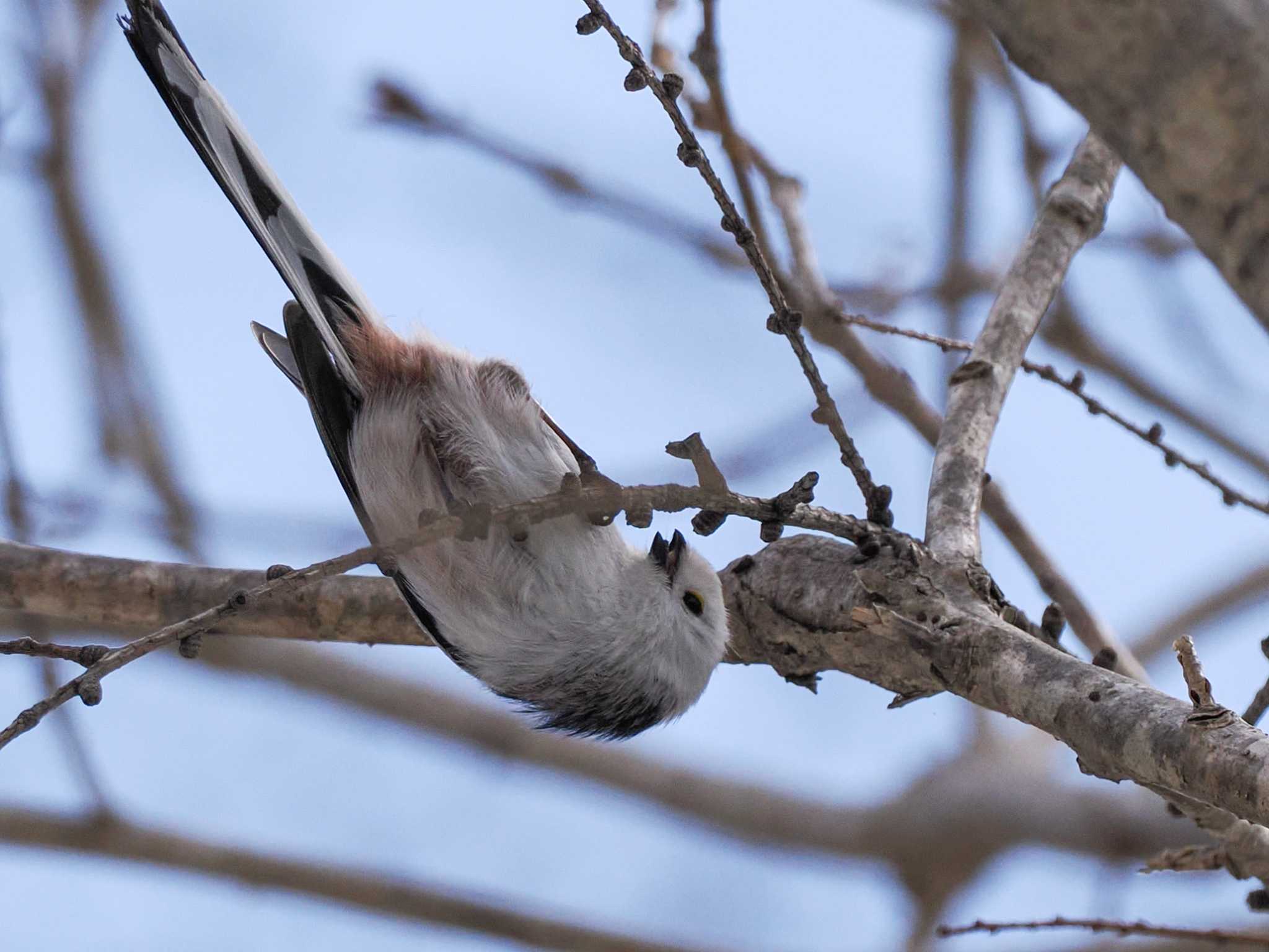 Long-tailed tit(japonicus)