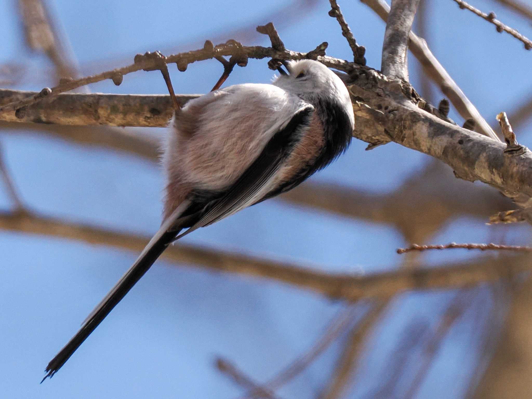 Photo of Long-tailed tit(japonicus) at 野幌森林公園 by 98_Ark (98ｱｰｸ)