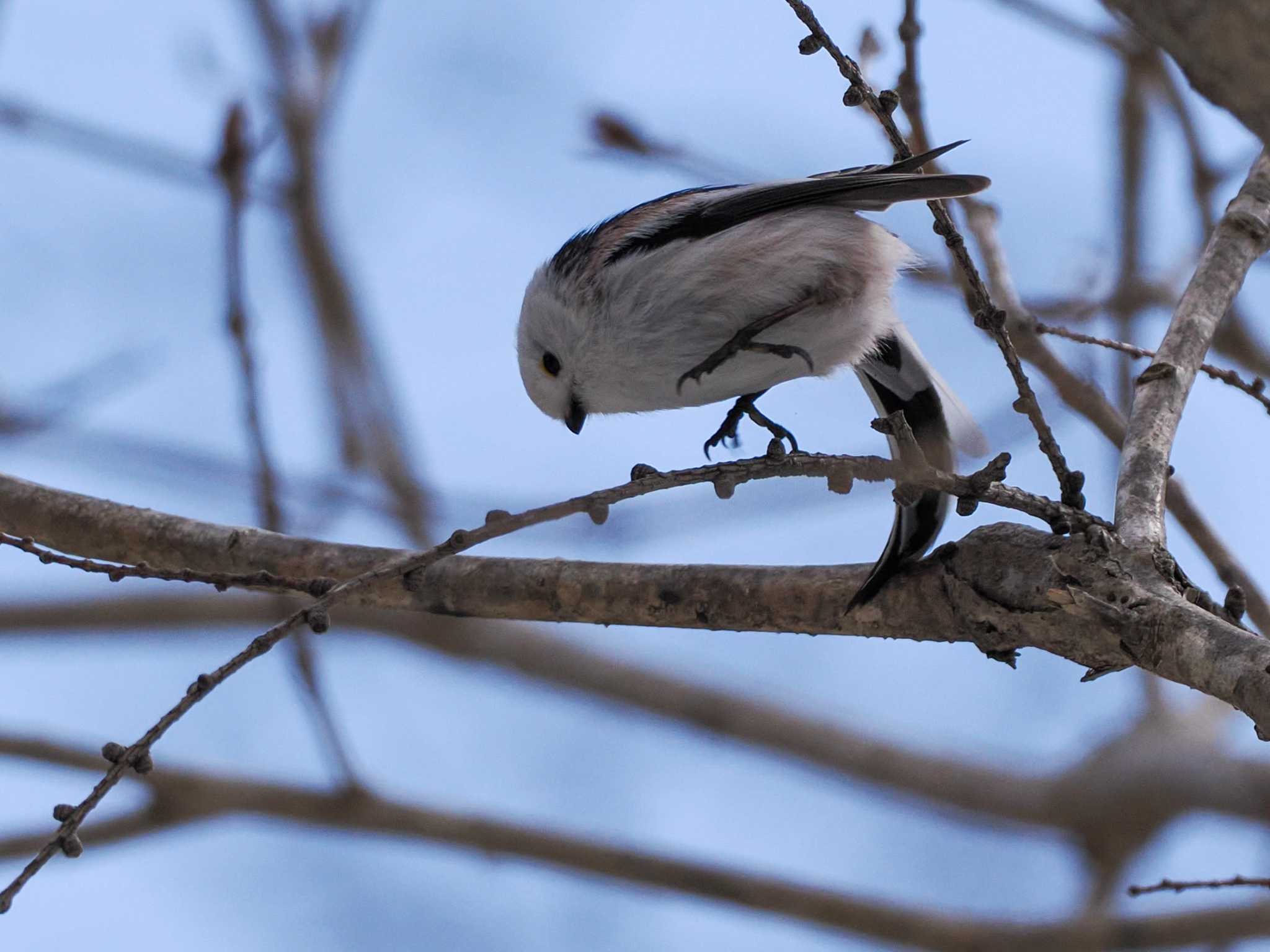 Long-tailed tit(japonicus)