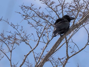 ハシブトガラス 野幌森林公園 2024年3月31日(日)