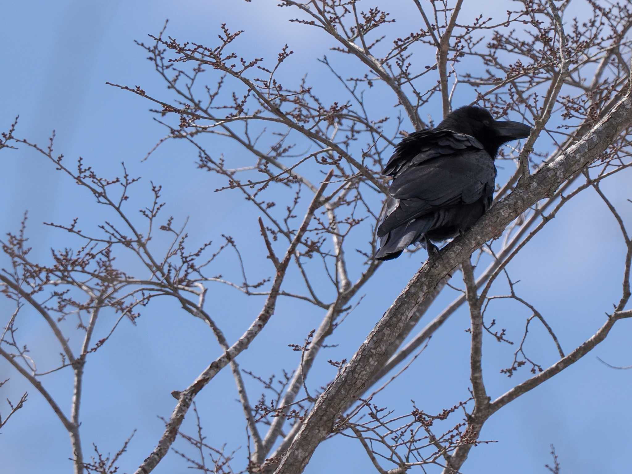 Large-billed Crow