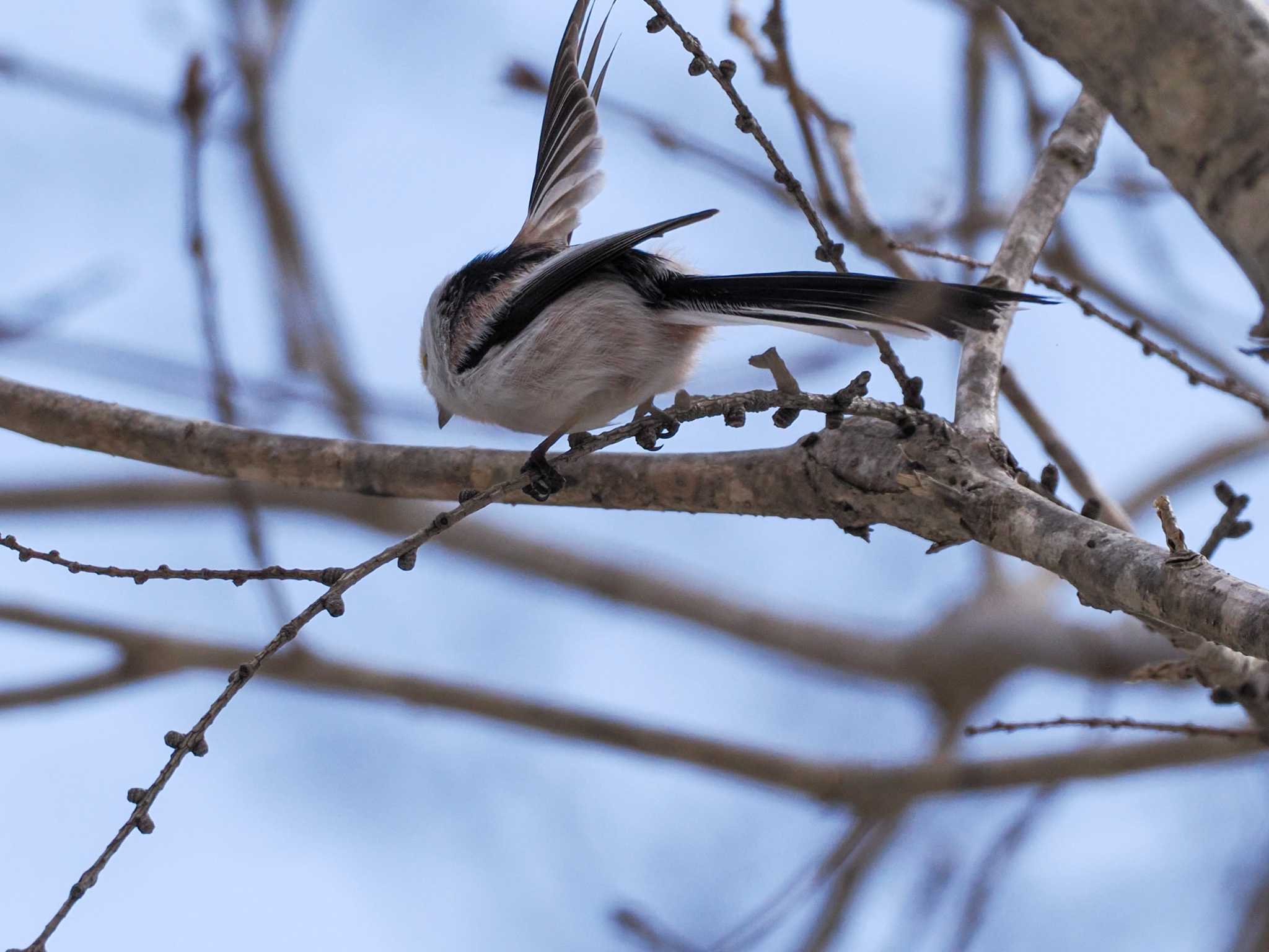 Long-tailed tit(japonicus)