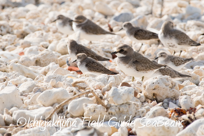 Siberian Sand Plover