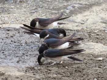 Asian House Martin 淀川河川公園 Sun, 3/31/2024