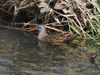 Brown-cheeked Rail 霞川 Sat, 3/30/2024