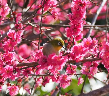 Warbling White-eye 東禅寺 Sun, 3/10/2024