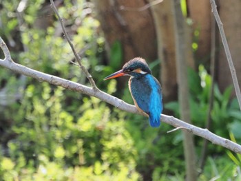 Common Kingfisher 霞川 Sat, 3/30/2024