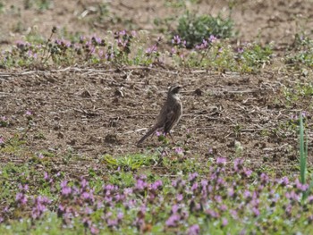 Dusky Thrush 高麗川 Sun, 3/17/2024