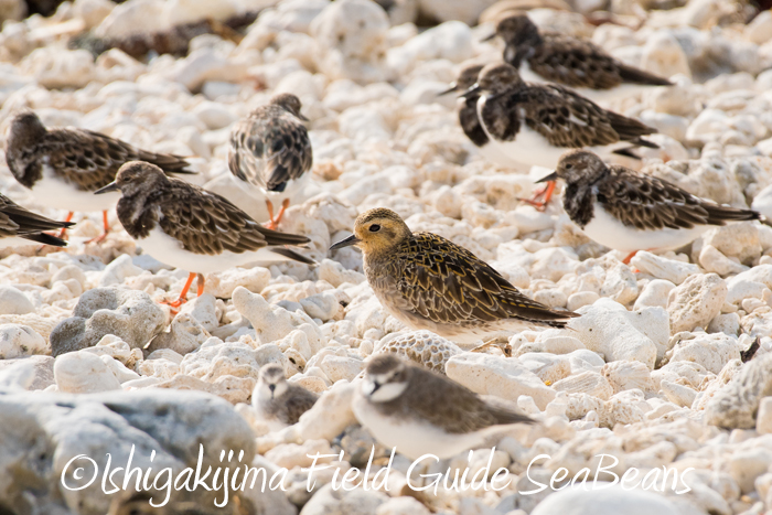 Photo of Pacific Golden Plover at Ishigaki Island by 石垣島バードウオッチングガイドSeaBeans