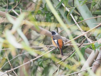 ジョウビタキ 高麗川 2024年3月17日(日)