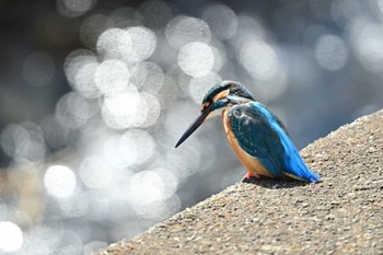 Common Kingfisher 平塚市 Sun, 3/3/2024