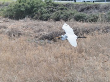 Great Egret 秋川 Sat, 2/24/2024