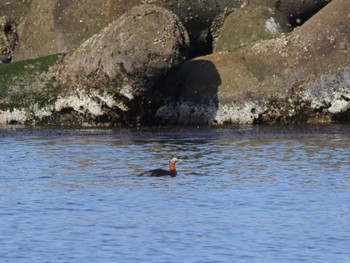 Red-necked Grebe 馬堀海岸 Sat, 3/30/2024