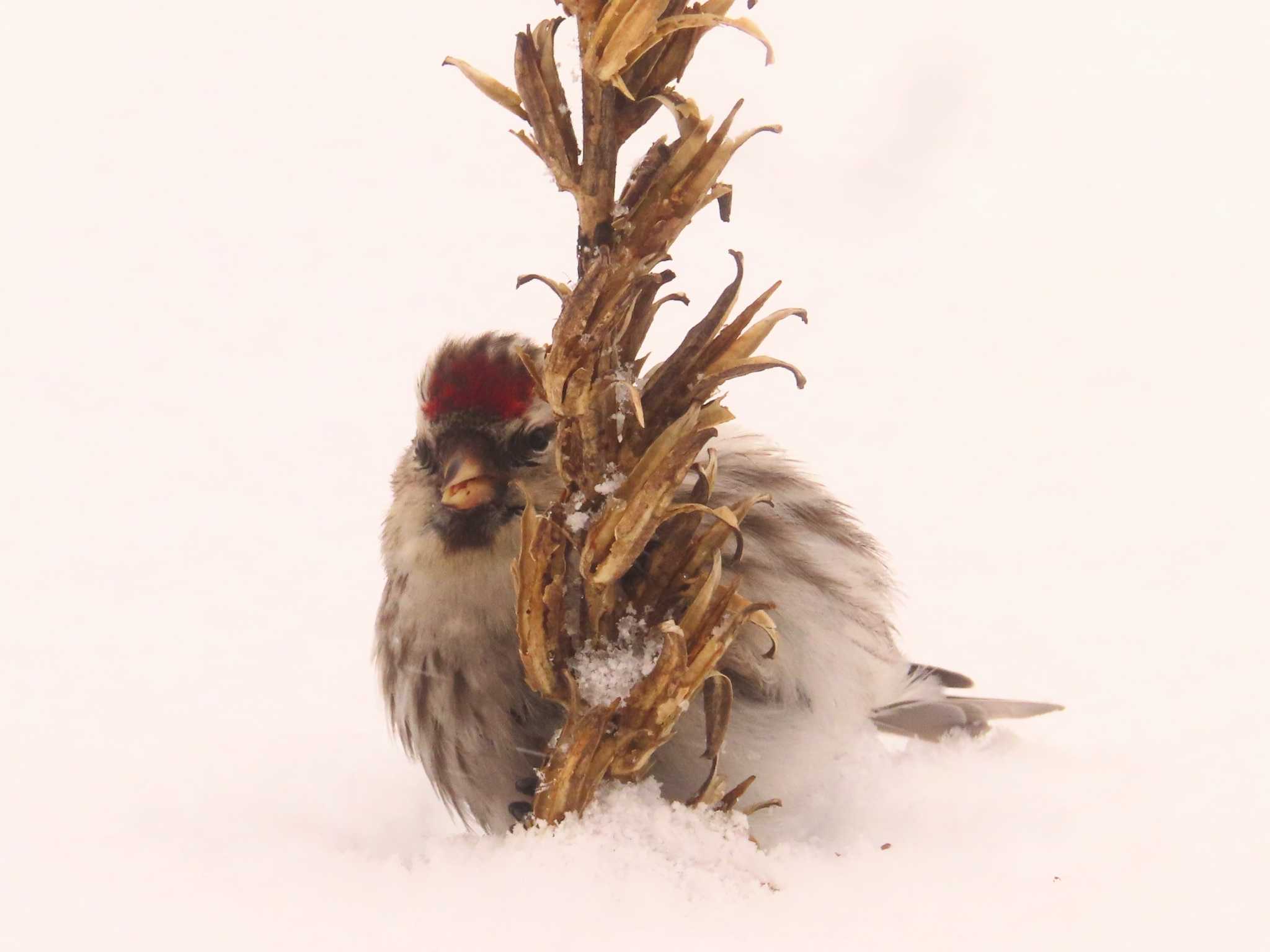 Photo of Common Redpoll at Makomanai Park by ゆ