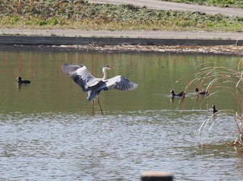 アオサギ 境川遊水地公園 2024年3月31日(日)