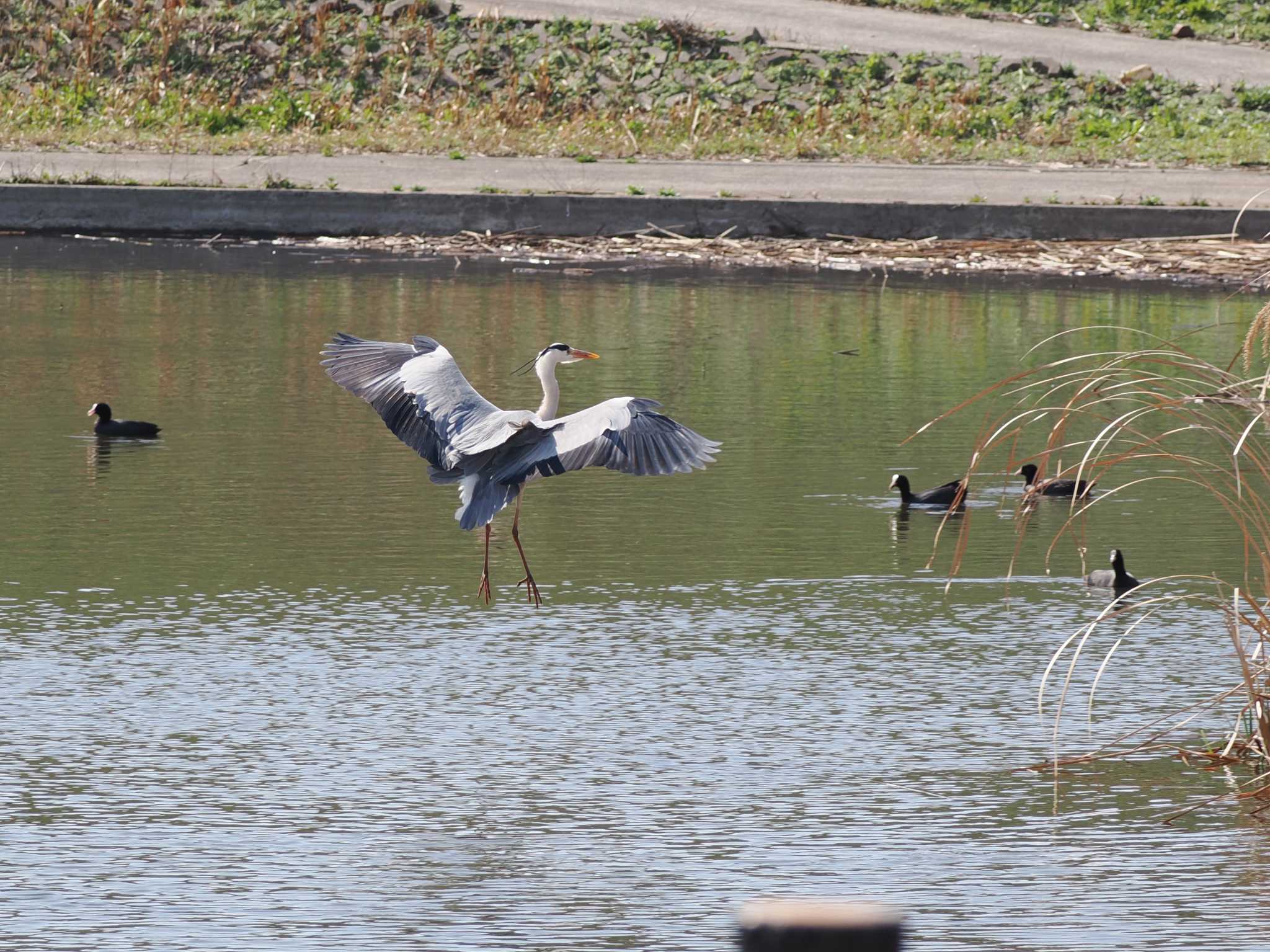 Grey Heron