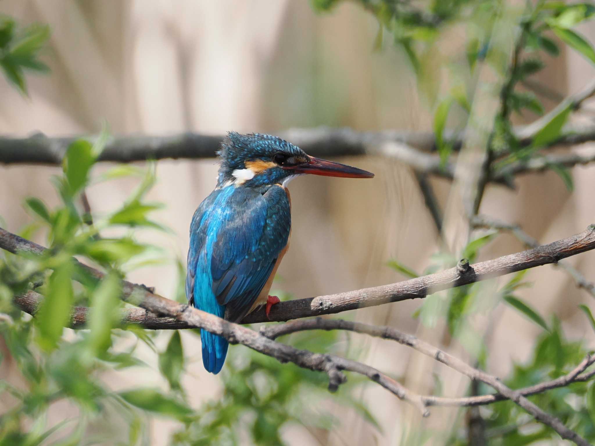 Common Kingfisher