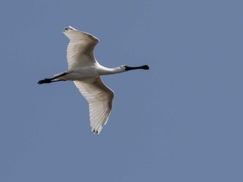 Black-faced Spoonbill Kasai Rinkai Park Sun, 3/31/2024