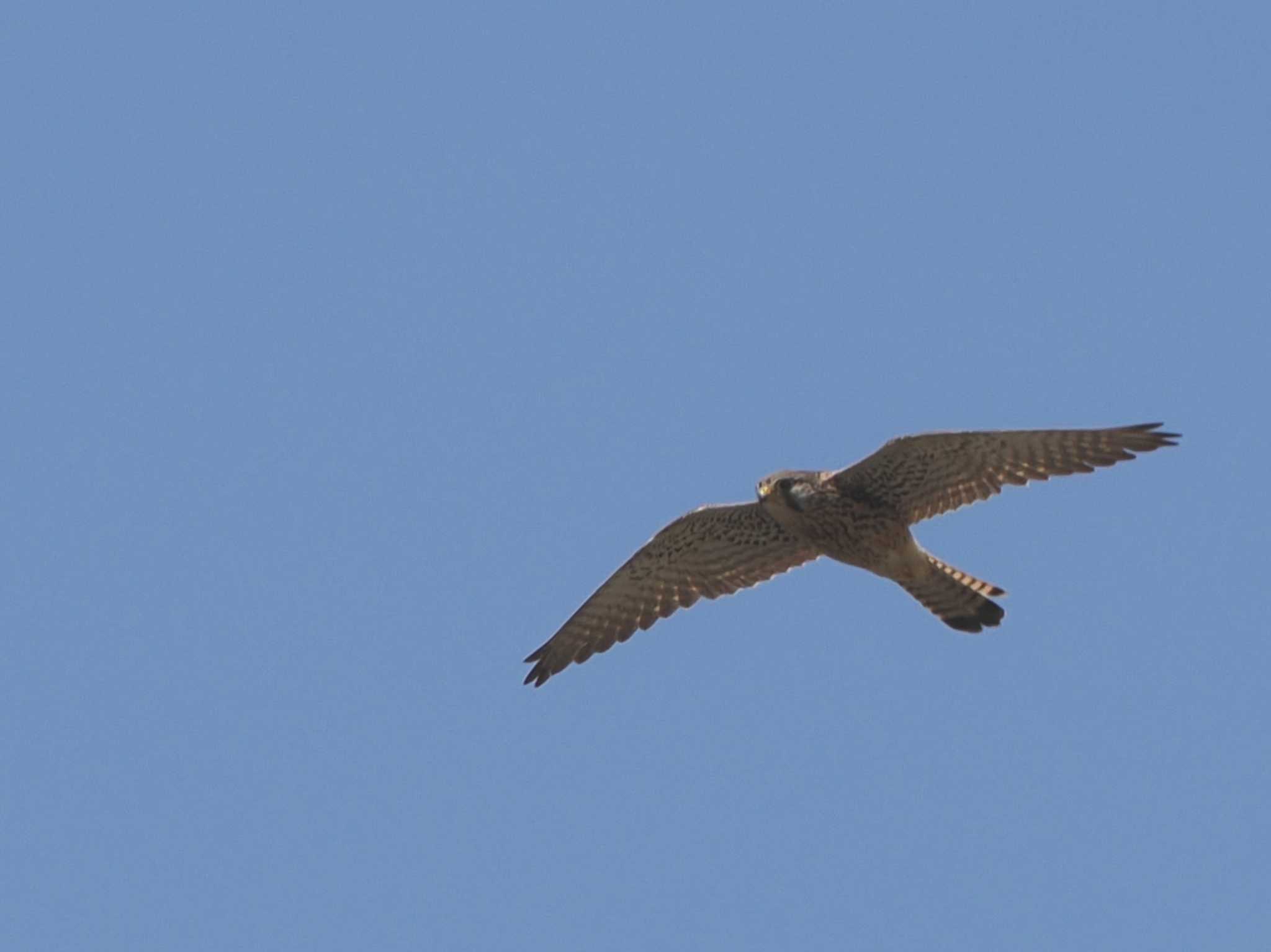 Photo of Common Kestrel at 境川遊水地公園 by こむぎこねこ