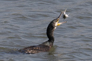 カワウ 葛西臨海公園 2024年3月31日(日)