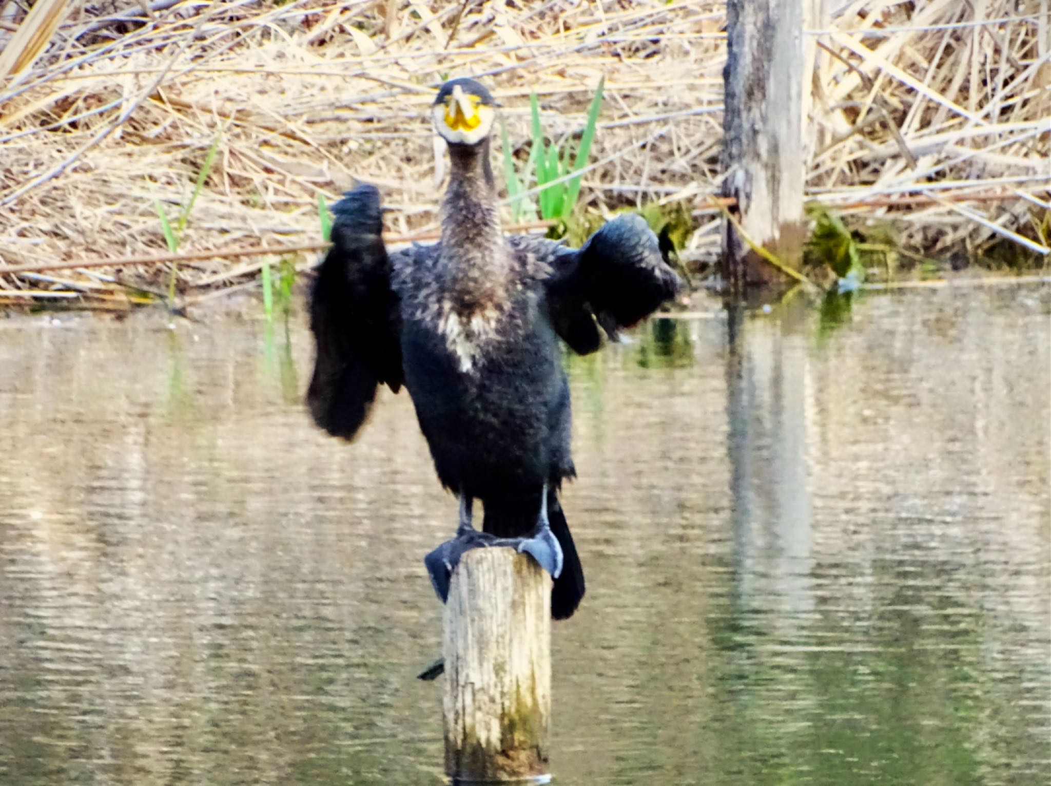 舞岡公園 カワウの写真 by KAWASEMIぴー