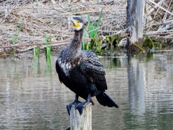 カワウ 舞岡公園 2024年3月31日(日)