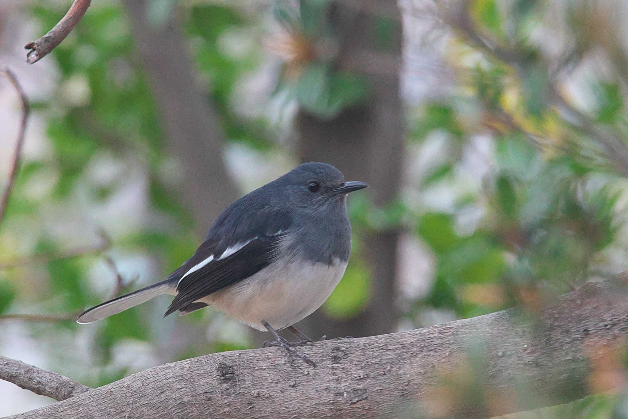 Photo of Oriental Magpie-Robin at 神戸市 by img.tko.pict