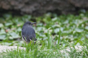 Oriental Magpie-Robin 神戸市 Sun, 3/31/2024