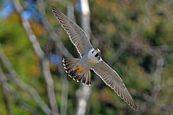 ハヤブサ 青葉山公園 2024年3月31日(日)