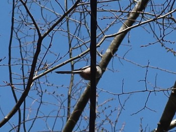 Long-tailed Tit Mt. Takao Mon, 4/1/2024