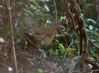 Mon, 4/1/2024 Birding report at Mt. Takao