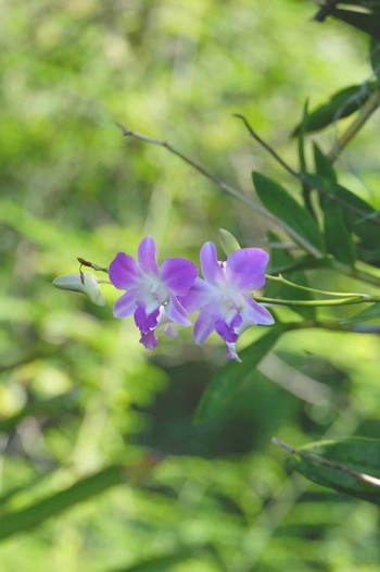 Unknown Species Wachirabenchathat Park(Suan Rot Fai) Sat, 3/30/2024