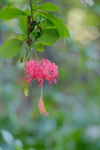 Unknown Species Wachirabenchathat Park(Suan Rot Fai) Sat, 3/30/2024